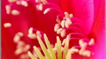 ما هي حبوب اللقاح