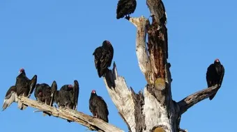 ما هي الطيور الجاثمة