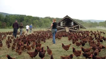 ما مميزات تربية الدواجن