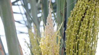 ما هي فوائد ومضار طلع النخل