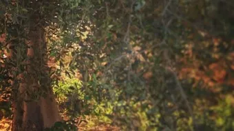 ما فوائد شجرة الزيتون