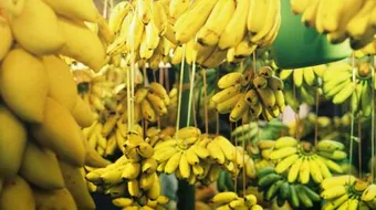 ما هي فوائد الموز