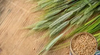 ما فوائد الشعير للبشرة