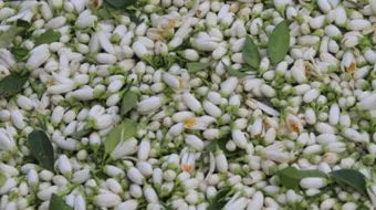 ماهي فوائد ماء الزهر