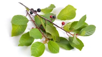 ما فوائد النبق