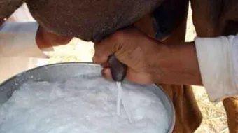 ماهي فوائد حليب الإبل