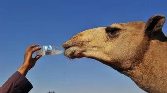 ما هي فوائد بول الإبل