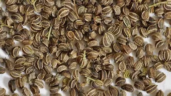 ما هي فوائد بذور الجزر