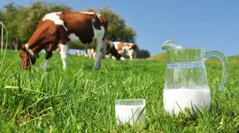 ما هي فوائد حليب البقر