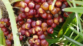 ما فوائد الدوم