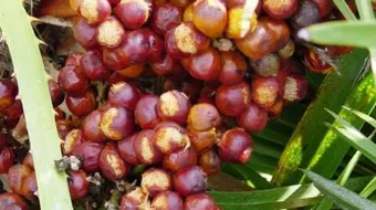 ما هي فوائد الدوم