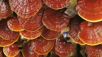 ما هي فوائد الفطر الريشي