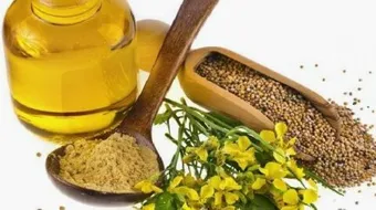 ما هي فوائد الحلبة وزيت الزيتون للشعر