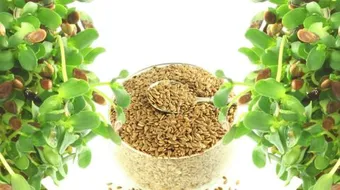 ما فوائد بذرة الكتان