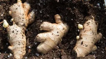 ما فوائد نبات الزنجبيل