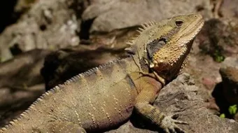 ما هي فوائد لحم الضب