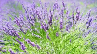 ما هي فوائد الخزامى