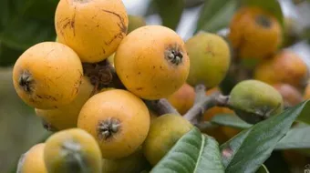 ما هي فوائد الأسكدنيا