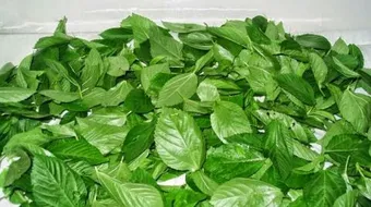 ما فوائد الملوخية