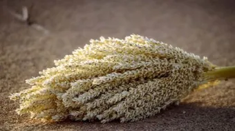 ما هي فوائد طلع النخيل