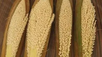 ما هي فوائد طلع النخل للحمل