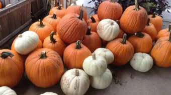 ما فوائد اليقطين