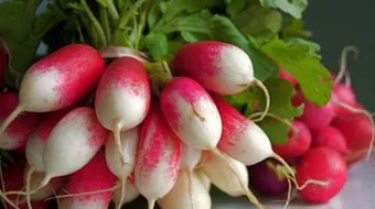 ما فوائد الفجل