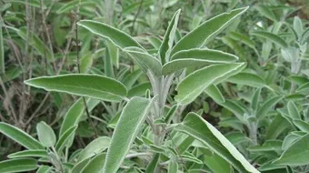 ماهي فوائد عشبة الميرمية