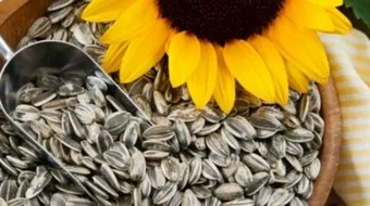 ما فوائد بزر عباد الشمس