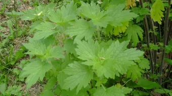 ما فوائد عشبة رجل الأسد