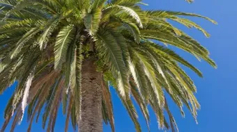 ما فوائد النخلة