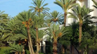 ما هي فوائد النخلة