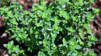 ما هي فوائد الزعتر