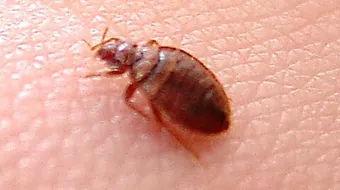 ما أسباب ظهور حشرة البق