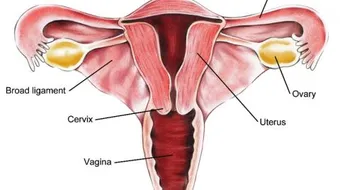 ما هي أسباب تضخم الرحم