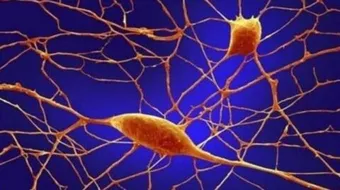 ما هي الخلايا