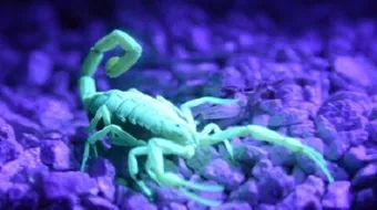 ما هى صفات برج العقرب