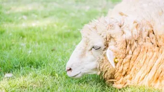 ما هي شروط الأضحية