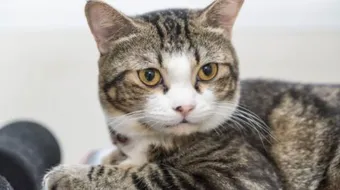 ما هي أضرار شعر القطط