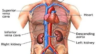 ما هي أمراض الجهاز البولي