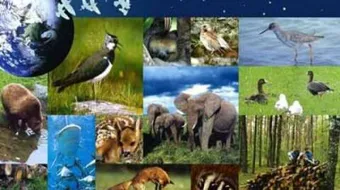 ما هي عناصر البيئة