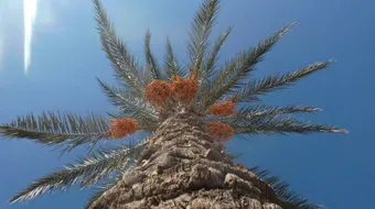 ما هي ثمار بيعة الرضوان