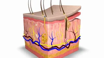 ما هي طبقات الجلد