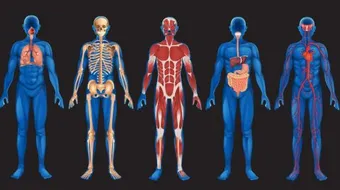 ما هي أعضاء جسم الإنسان