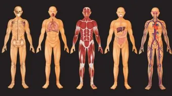 ما هي أجزاء جسم الإنسان