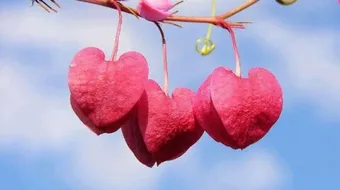 ما علامات القلب السليم