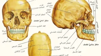 بماذا تتميز عظام الجمجمه