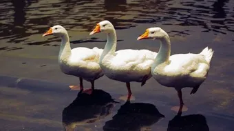 ما هي أصوات الطيور