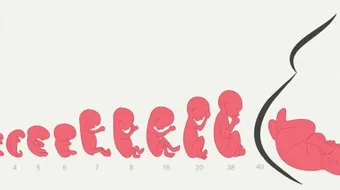 ما مراحل تكوين الإنسان