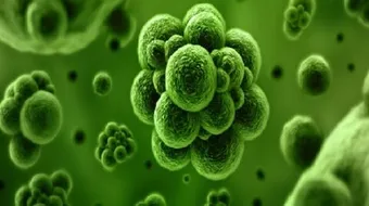 ما هي أعراض بكتيريا القولون